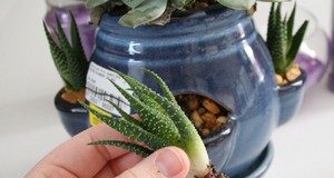 Cách trồng cây với cát màu trang trí nhà ấn tượng - 1