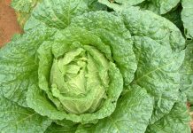 Hướng dẫn cách trồng cải thảo trồng cải thảo