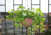 Chọn cây trồng ở ban công để phát tài - 1