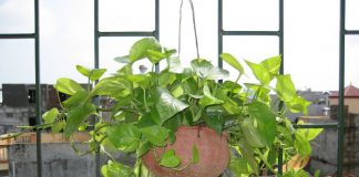 Chọn cây trồng ở ban công để phát tài - 1