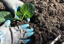 Những lỗi thường gặp khi trồng rau, cây cảnh tại nhà 1