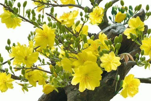 10 loại hoa mang may mắn cho tết Nhâm Thìn - 3