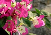 Những loại hoa trồng ban công cho nhà thêm đẹp 1