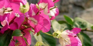 Những loại hoa trồng ban công cho nhà thêm đẹp 1