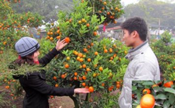 Hướng dẫn những xu thế mua cây đón Tết Giáp Ngọ - 1