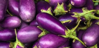 Cà tím – loại quả chữa bệnh - 1