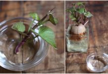 Cách trồng cây khoai lang làm cảnh cho nhà thêm đẹp mắt Cách trồng cây khoai lang làm cảnh cho nhà thêm đẹp mắt