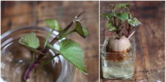 Cách trồng cây khoai lang làm cảnh cho nhà thêm đẹp mắt