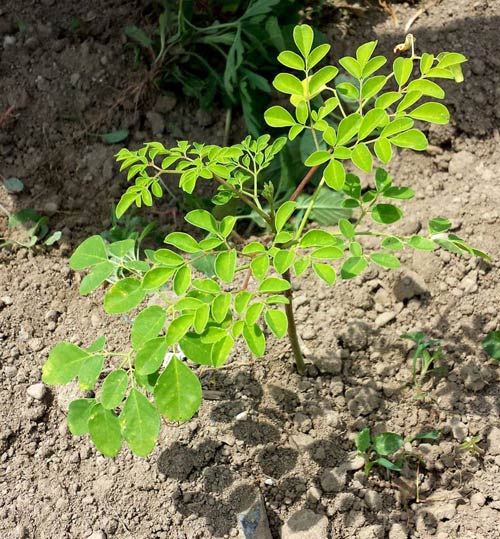 Cách trồng cây chùm ngây – món rau dinh dưỡng tuyệt vời 5