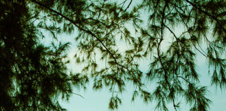 Đắm mình trong biển trời ở Bình Ba