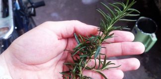 Cách làm cánh gà nướng bằng lò thơm mùi hương thảo - 1