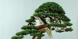 Cách trồng cây bonsai đẹp từ rễ, gốc, thân, cành đến ngọn