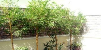 Cách bài trí phong thủy thời khủng hoàng - 1