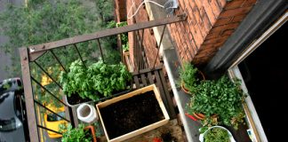 Làm sao để trồng vườn trong nhà phố - Phần 1 - 1