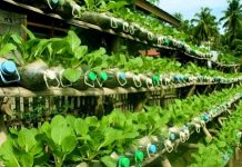 Tham quan khu vườn trồng rau bằng chai nhựa 1