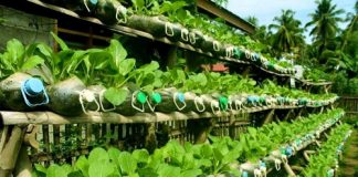 Tham quan khu vườn trồng rau bằng chai nhựa 1