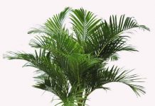 Điểm danh các loại cây cảnh trồng trong nhà ‘trên cả tuyệt vời’ 1