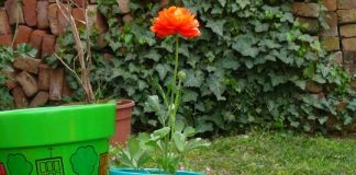 Hướng dẫn trang trí khu vườn ‘bảy sắc cầu vồng’ Hướng dẫn trang trí khu vườn 'bảy sắc cầu vồng' - 1