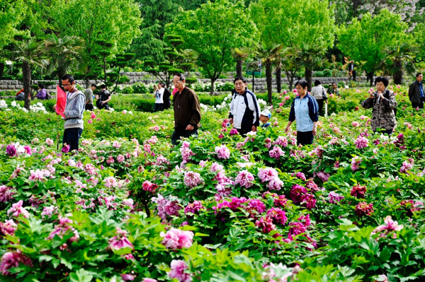 Lễ hội hoa mẫu đơn khoe sắc ở Hà Nam - 2
