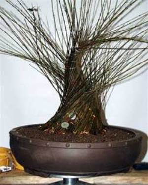Cách tạo gốc to cho cây Bonsai bằng kỹ thuật liền thân 5