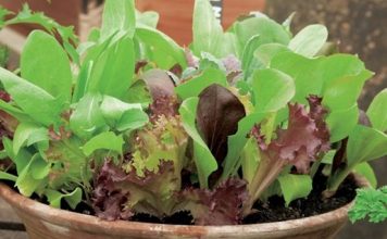 Cách trồng xà lách tại nhà vừa sạch vừa ngon - 1