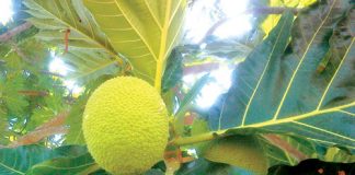 Công dụng của sa kê