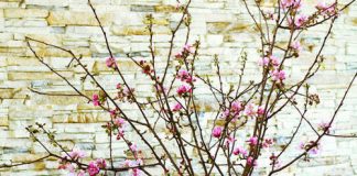 Bí quyết phong thủy khi cắm hoa đào ngày Tết - 1