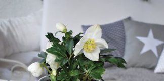 Trang trí nhà Giáng sinh với lá thông và quả thông - 1