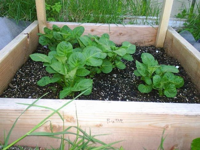 Hướng dẫn cách trồng khoai tây tại nhà sai củ, củ ngon - 4