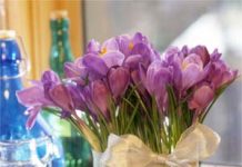 Hướng dẫn chọn chậu hoa đẹp thay cành đào ngày tết - 1