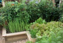 Cách tạo vườn rau đẹp xinh trong nhà phố Vườn rau đẹp xinh trong nhà phố