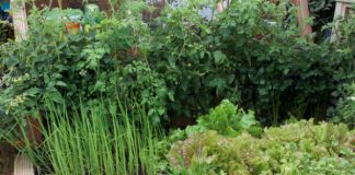 Vườn rau đẹp xinh trong nhà phố 