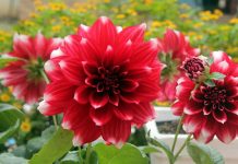 5 loài hoa trồng ở ban công cho mùa đông thêm ấm áp 1