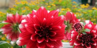 5 loài hoa trồng ở ban công cho mùa đông thêm ấm áp 1