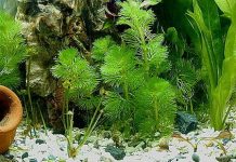 Chia sẻ kinh nghiệm các loại cây cho vườn thuỷ sinh - 1