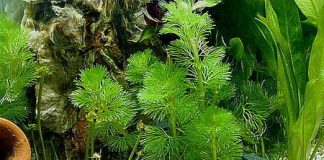 Chia sẻ kinh nghiệm các loại cây cho vườn thuỷ sinh - 1