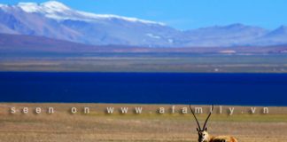 Đi tìm đường chân trời ở thảo nguyên Shangri-La - 1