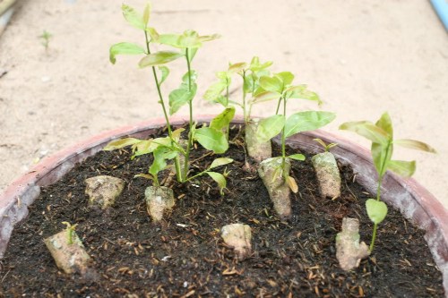 Cách trồng cây bonsai đẹp từ rễ, gốc, thân, cành đến ngọn 1
