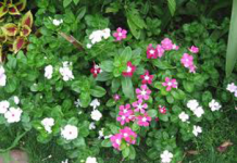 Cây dừa cạn nhiều màu hoa