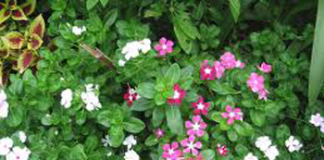 Cây dừa cạn nhiều màu hoa