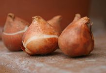 Cách trồng hoa tulip cho nhà thêm xinh trong ngày Tết - 1