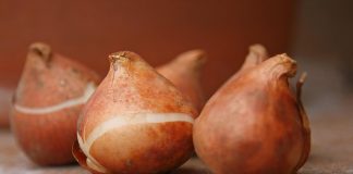 Cách trồng hoa tulip cho nhà thêm xinh trong ngày Tết - 1