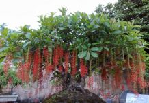 10 loại cây cảnh nên trồng giúp tiền vào như nước 1