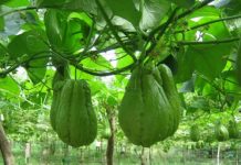 Cách trồng su su tại nhà giúp đạt năng suất cao nhất