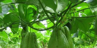 Cách trồng su su tại nhà giúp đạt năng suất cao nhất