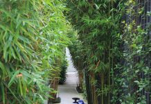 Làm đẹp sân vườn với tre, trúc