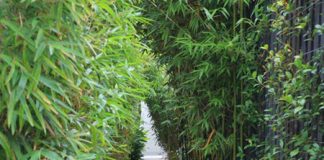 Làm đẹp sân vườn với tre, trúc