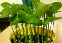 Cách trồng chanh, trồng cam từ hạt để làm cảnh trong nhà