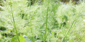 Bài thuốc hay từ cây thìa là 1