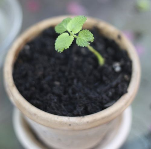 Cách trồng tía tô đất tại nhà sạch ngon và đơn giản - 8